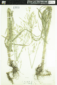 Bromus inermis image