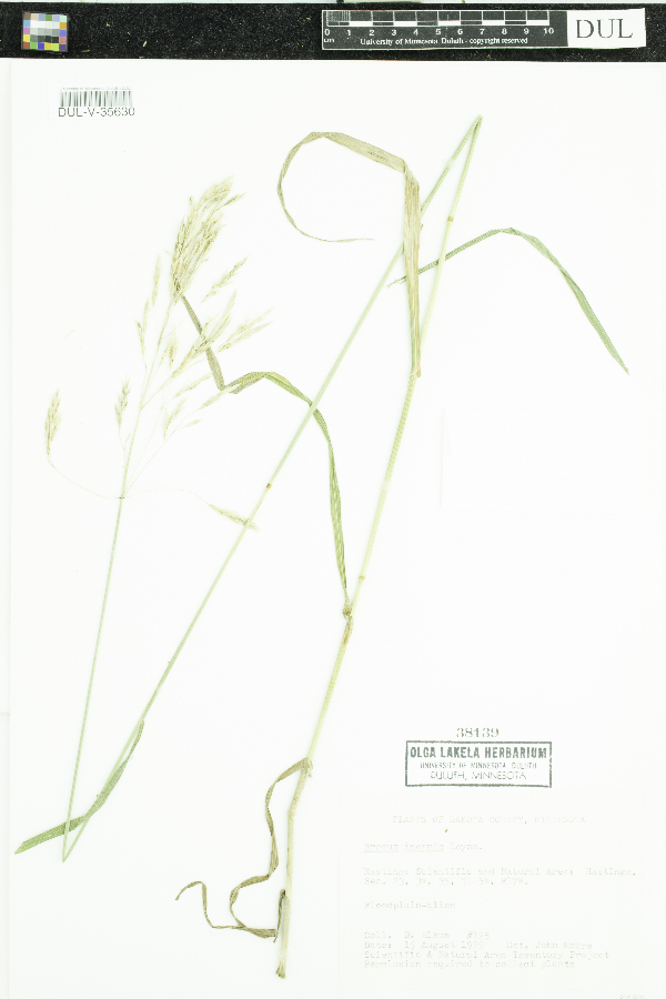 Bromus inermis image