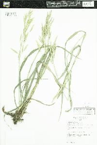 Thumbnail image of current specimen