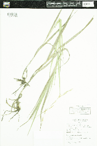 Thumbnail image of current specimen