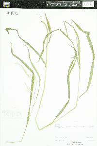 Bromus ciliatus image