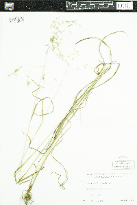 Bromus ciliatus image