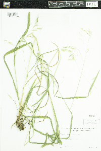 Bromus ciliatus image