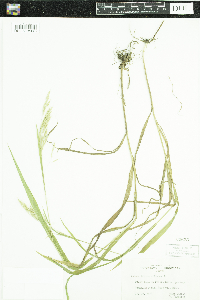 Bromus ciliatus image