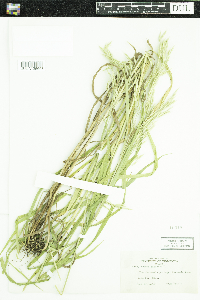 Bromus ciliatus image