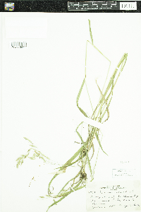 Bromus ciliatus image
