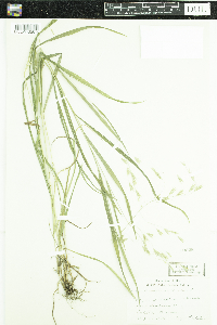 Bromus ciliatus image