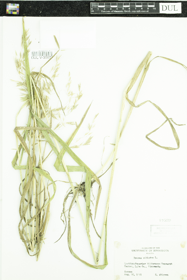 Bromus ciliatus image