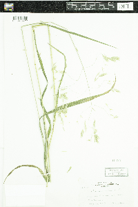 Bromus ciliatus image