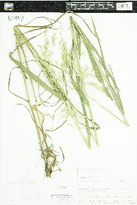 Bromus ciliatus image