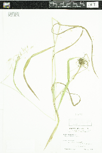 Media resource of Bromus ciliatus