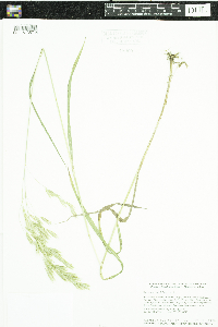 Bromus ciliatus image