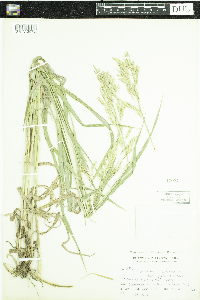Bromus ciliatus image