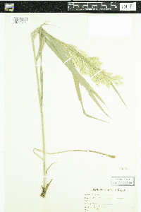 Bromus ciliatus image