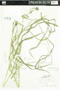 Bromus ciliatus image