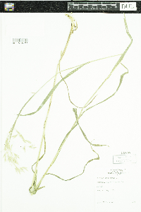 Bromus ciliatus image