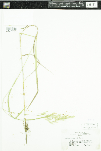 Bromus ciliatus image