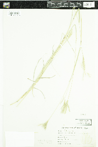 Bothriochloa ischaemum var. ischaemum image