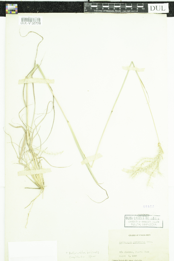 Bothriochloa barbinodis image