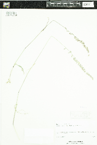 thumbnail image of current specimen