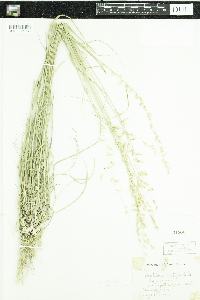 thumbnail image of current specimen