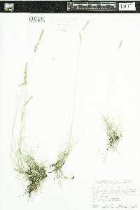 Bouteloua gracilis image