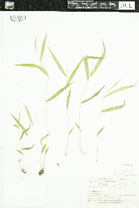 Brachyelytrum erectum image