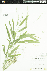 Brachyelytrum erectum image