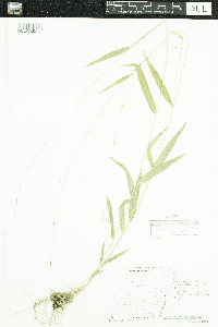 Brachyelytrum erectum image