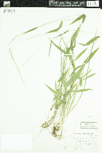 Media resource of Brachyelytrum erectum