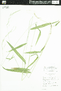 Brachyelytrum erectum image