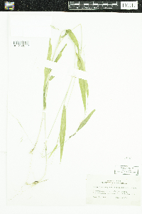 Brachyelytrum erectum image