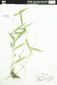 Brachyelytrum erectum image