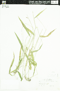 Brachyelytrum erectum image