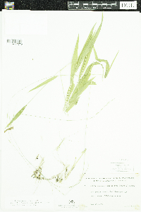 Brachyelytrum erectum image