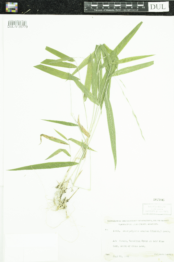 Brachyelytrum erectum image