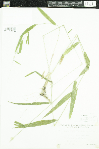 Brachyelytrum erectum image