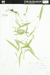 Brachyelytrum erectum image