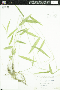 Brachyelytrum erectum image