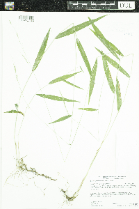 Brachyelytrum erectum image