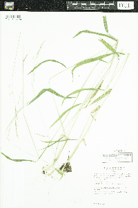 Brachyelytrum erectum image