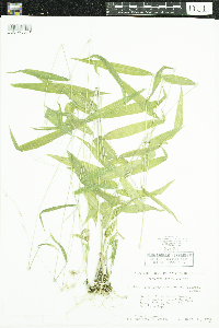 Brachyelytrum erectum image