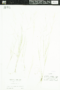 Aristida oligantha image