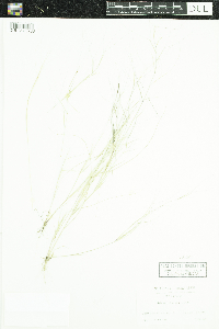 Aristida oligantha image