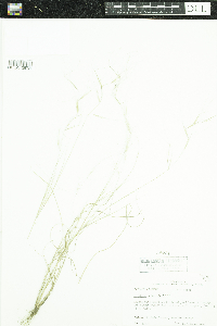 Aristida oligantha image