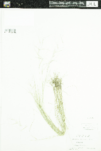 Aristida oligantha image