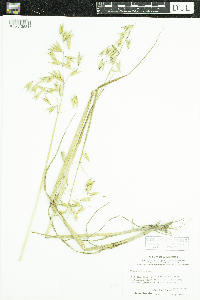 Avena sativa image