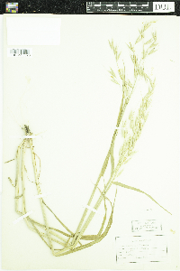 Avena sativa image
