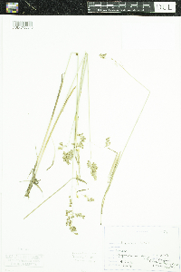 Anthoxanthum nitens image