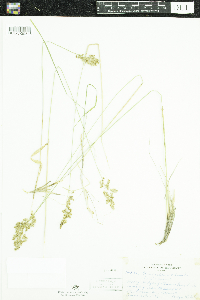 Anthoxanthum hirtum image